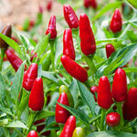 thai-hot-pepper.jpg