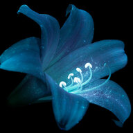 Lily Stargazer