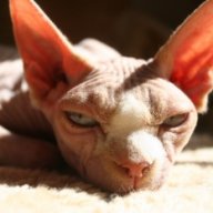 Sphynx