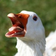 AnAngryGoose