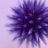 Thistle